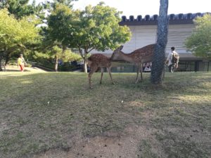 feeding naras deer